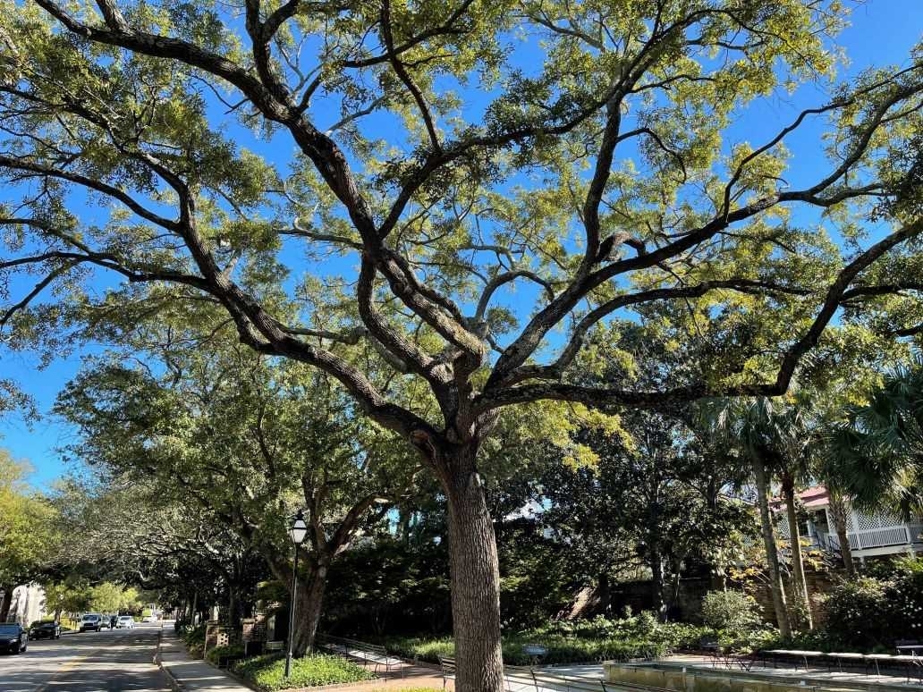 Charleston Neighborhoods and Communities